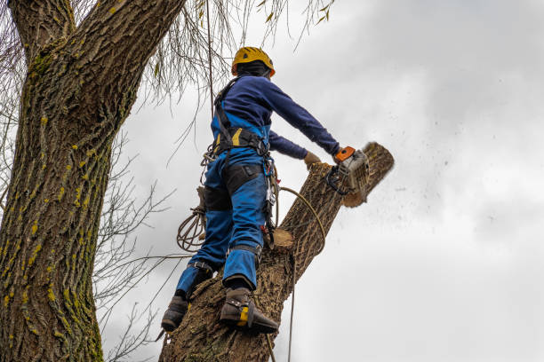 Best Root Management and Removal  in Royal Pines, NC