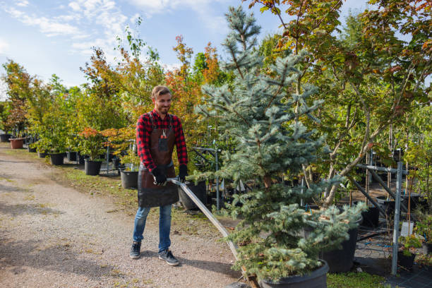 Leaf Removal in Royal Pines, NC