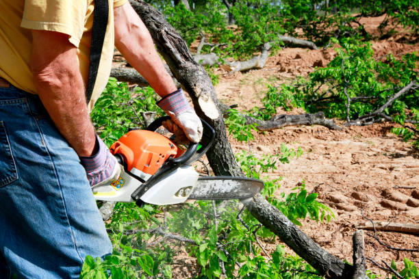 Trusted Royal Pines, NC Tree Services Experts